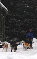 dogsledding