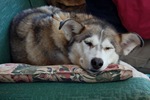 retiredsleddog