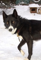 trondheimsleddog