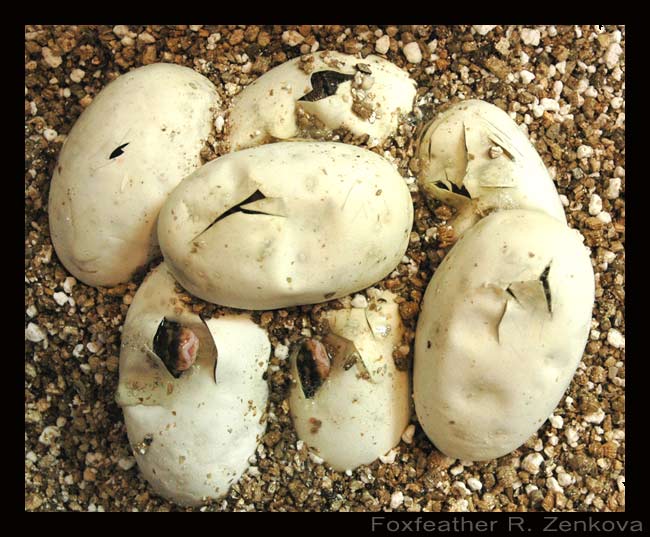 Here is a group shot of the seven eggs, all hatching at the same time. The egg on the far upper left is the only one I had to 'slit', or help to hatch by making a small incision in the egg surface. All those other slits and slices were made by the baby snakes themselves.