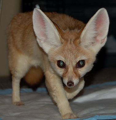 Indra stalking across a pee pad.