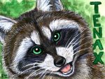 Raccoon Badge