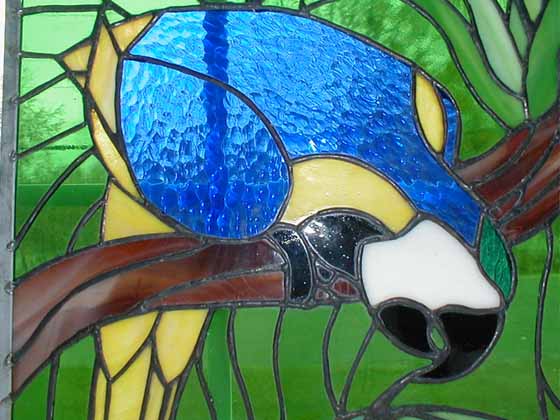 Macaw Window Closeup