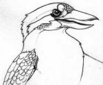 Kookaburra
