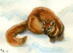 Maui Marten