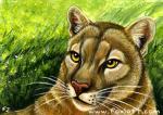 Cats of North America: Cougar