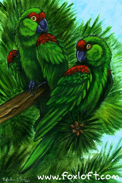 Thickbill Parrots