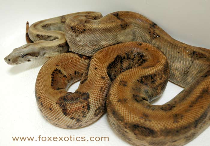 Varden, an adult male Pearl Island boa constrictor (Boa constrictor sabogae). Fully grown he is under 5 ft. long.